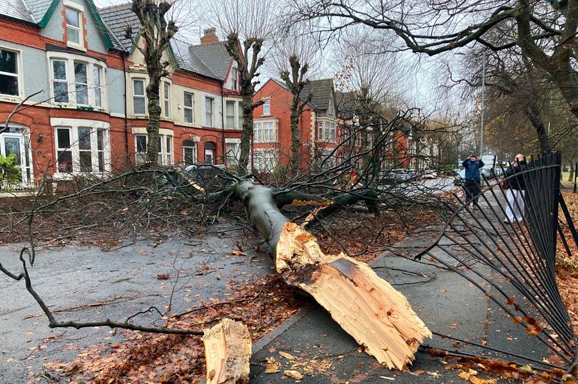 Met Office issues tree warning ahead of 80mph Storm Austen and Storm Boelo