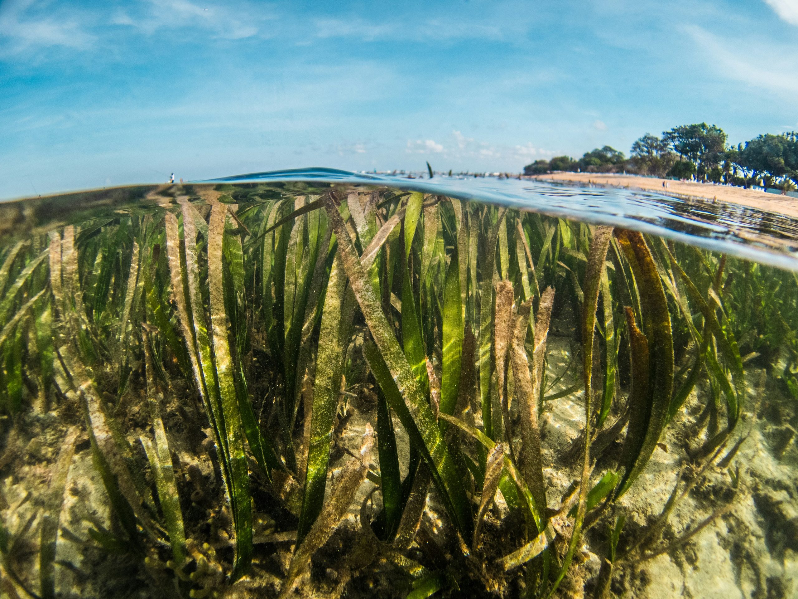 12 surprising facts about Hawaii’s local food traditions