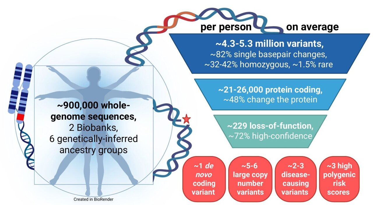 'Average' human genome described for first time, with implications for ...