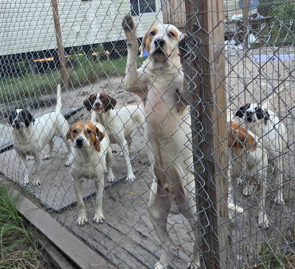 37 dogs found living in one RV, leaving animal shelter scrambling for space