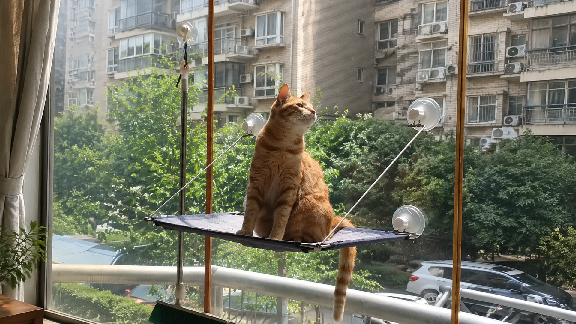 Orange tabby cat enjoys the sunshine by the window