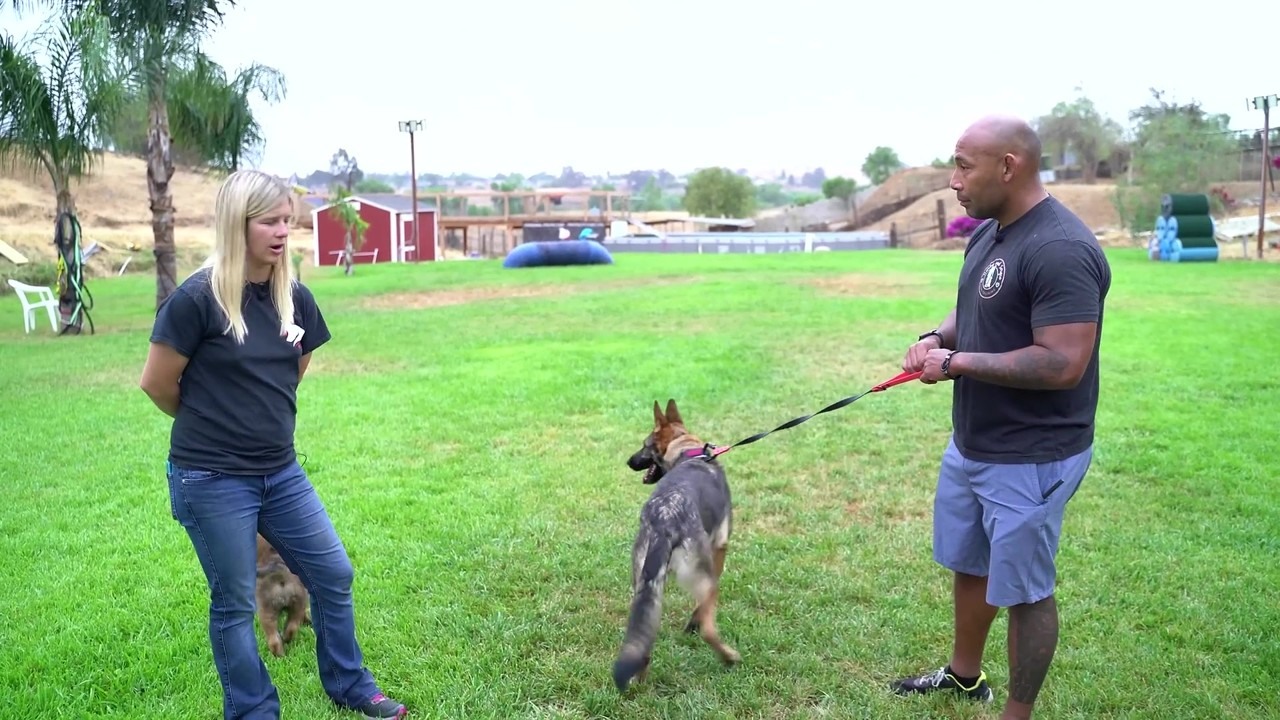 How to introduce a puppy to your older dog safely