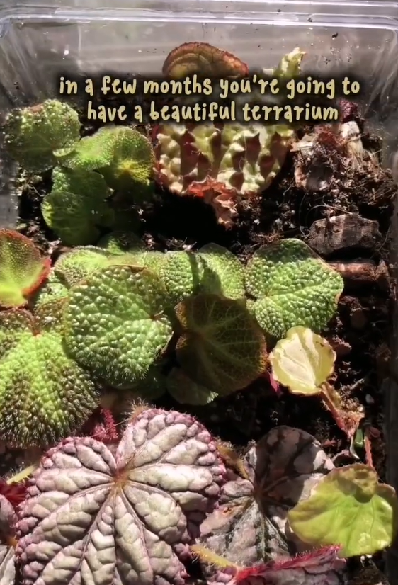 Stop plant propagation rot before it starts