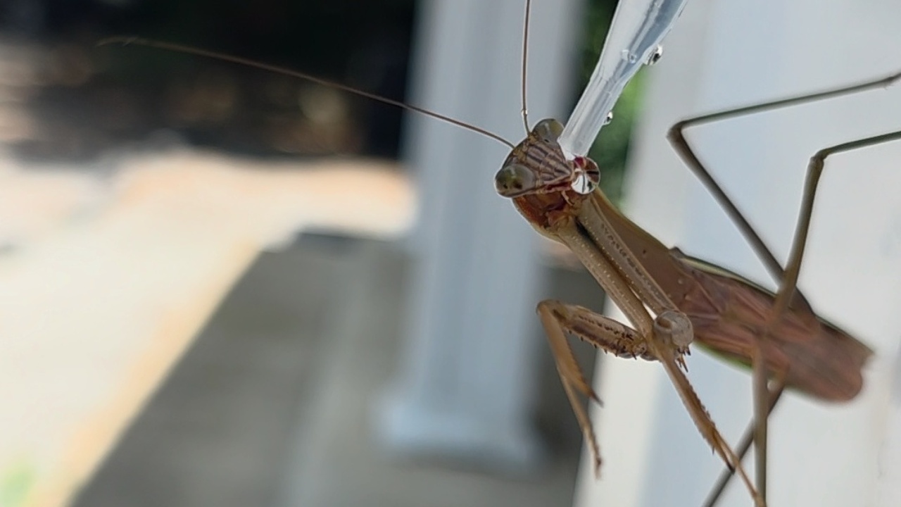 Praying mantis takes gentle drinks from dropper on hot day