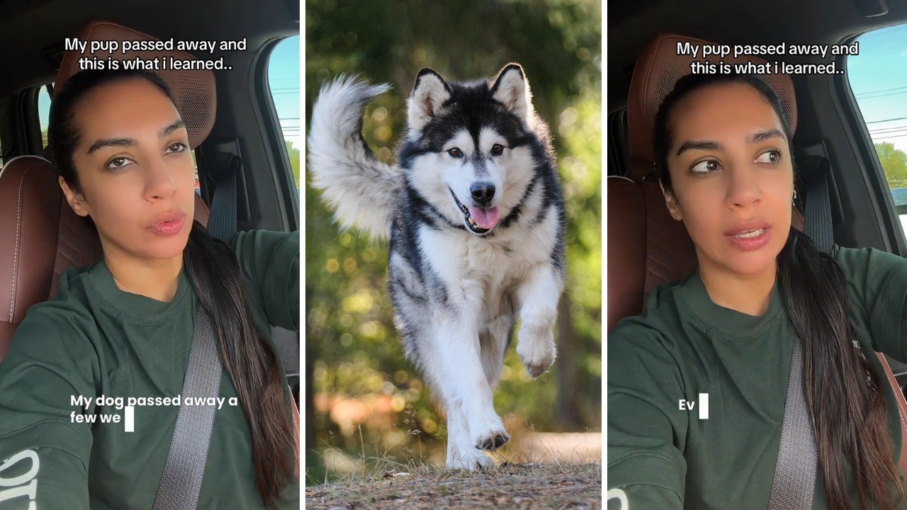 Texas woman says her dog’s routine blood work always came out perfect ...