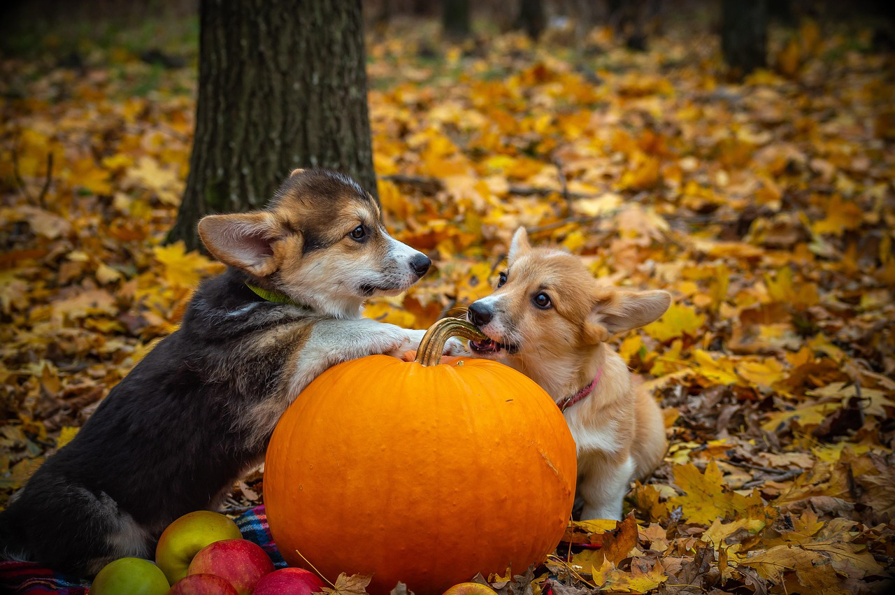 Can dogs eat pumpkin? Expert advice on the seasonal staple - and a ...