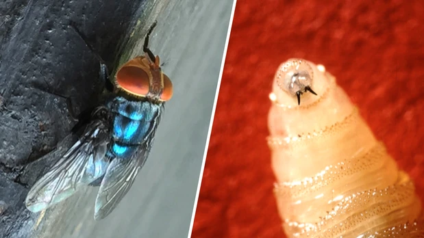 First case of New World screwworm in US wildlife confirmed in Texas