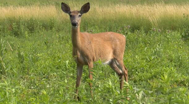 Chronic wasting disease confirmed in a wild deer in Marinette County