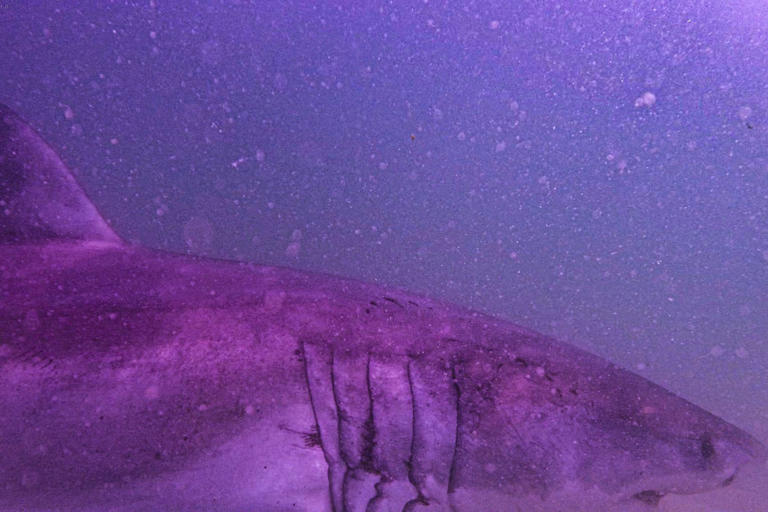 YouTuber charged after capturing great white shark on Cape Cod