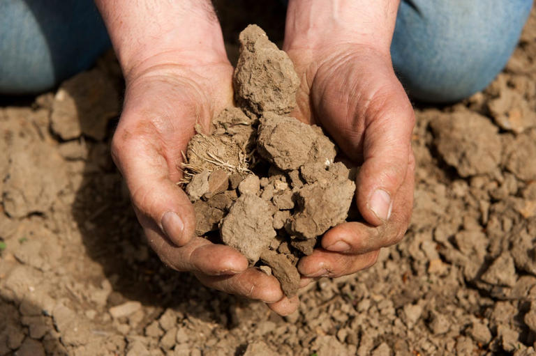 Alan Titchmarsh's October warning for wet soil that can stop flowerbeds ...