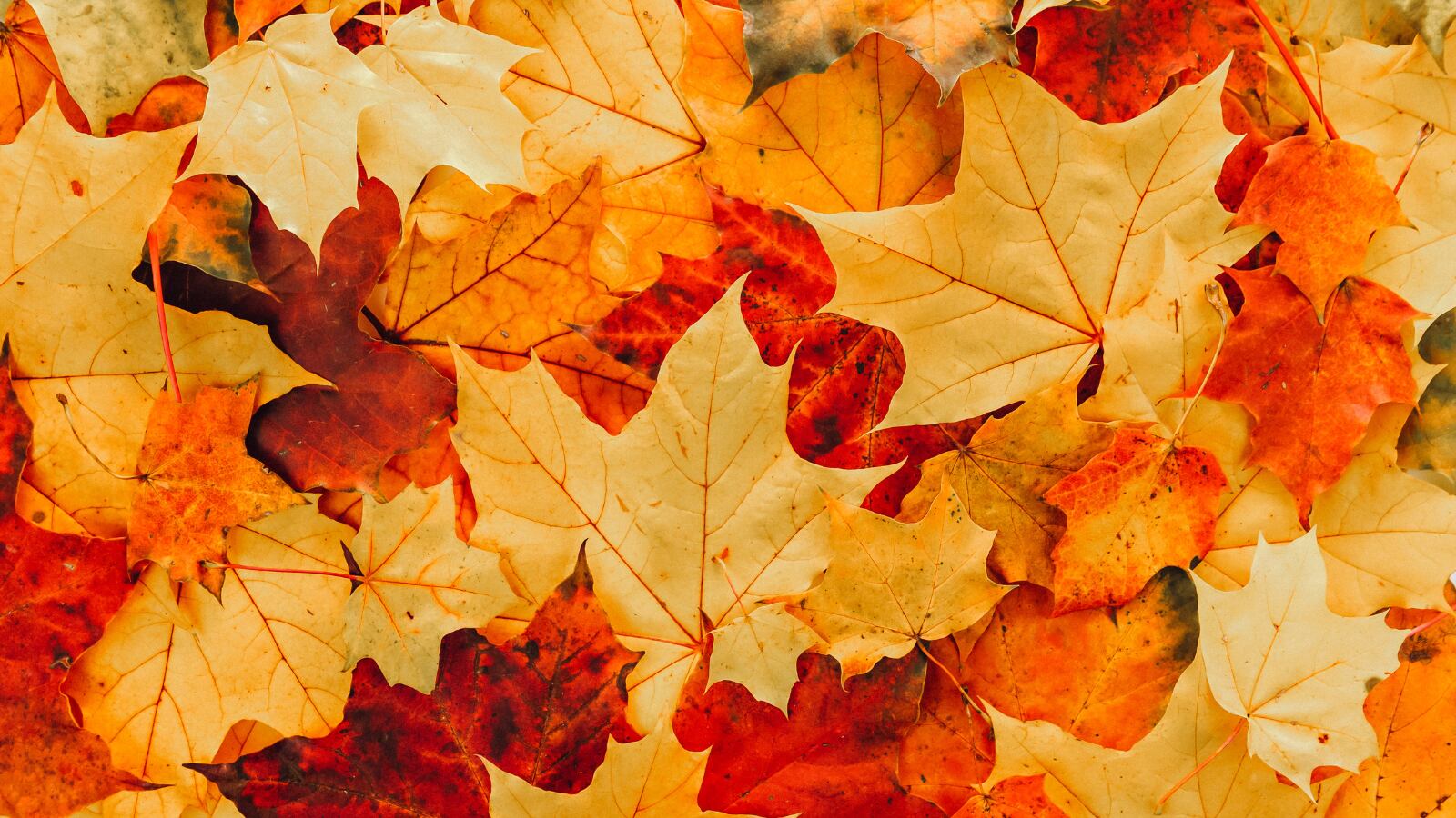 Midland kicking off curbside leaf collection