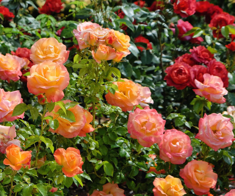 The best time to move these 6 backyard plants is fall to make sure they ...