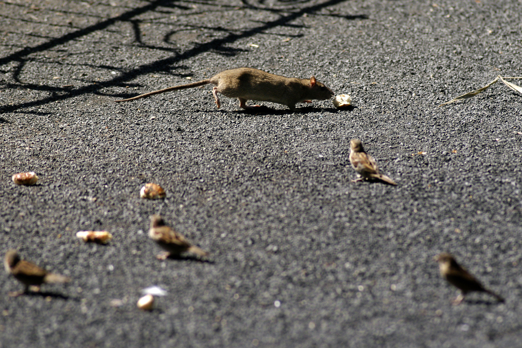 PETA wants Philadelphia to use rat birth control. Would that actually work?