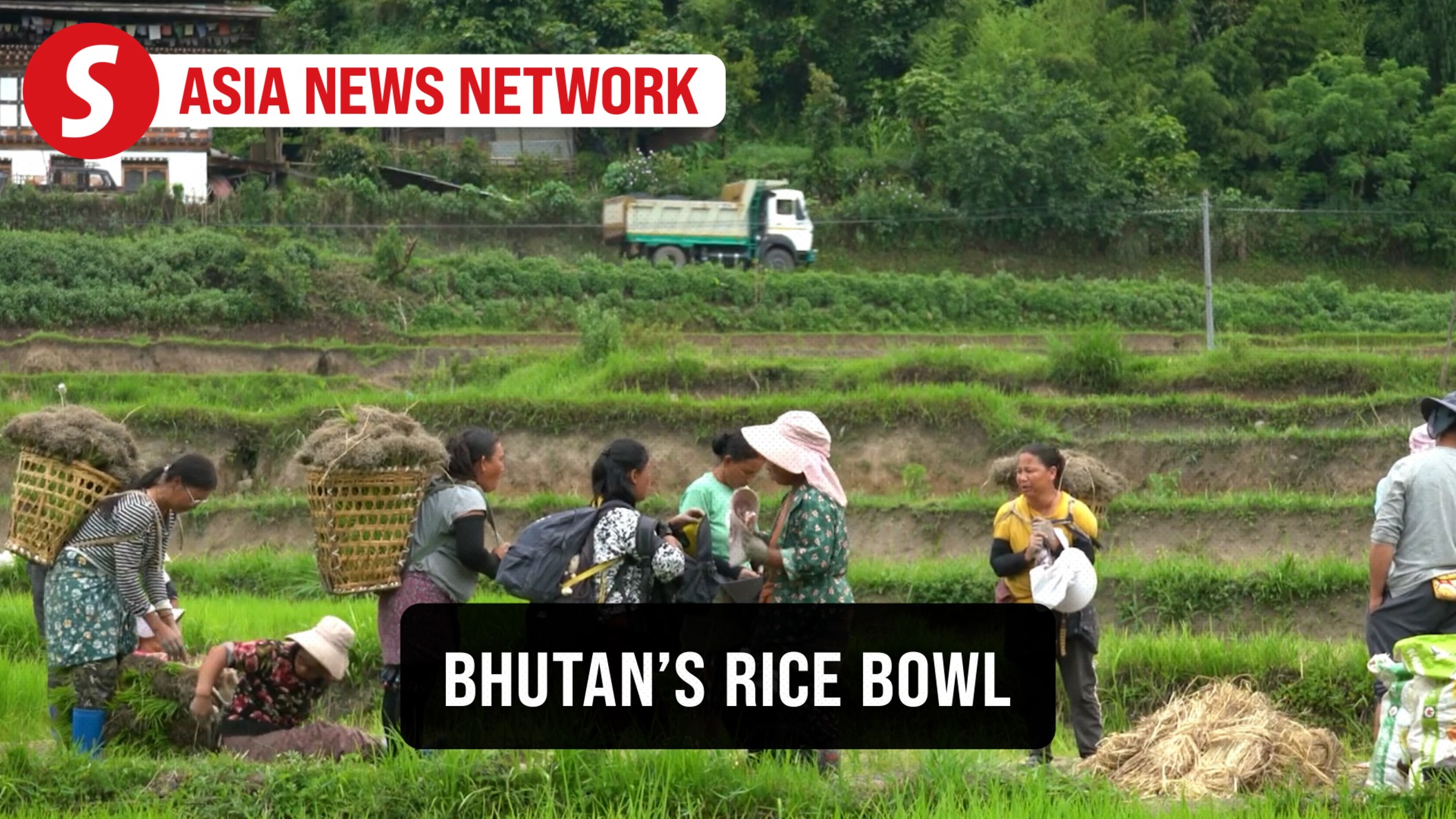 Kuensel | Punakha: A changing rice bowl