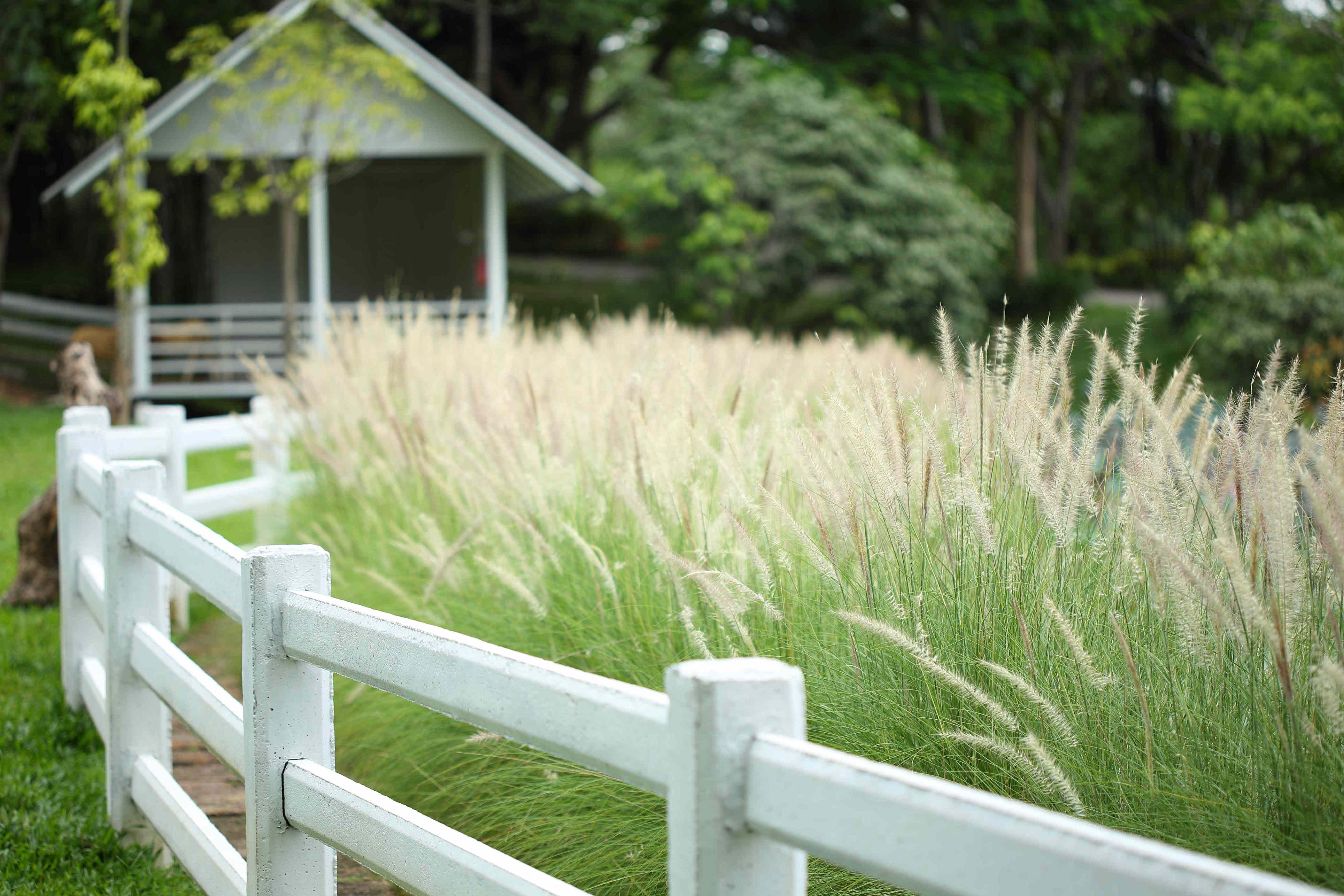 How to deep-clean your fence without a pressure washer