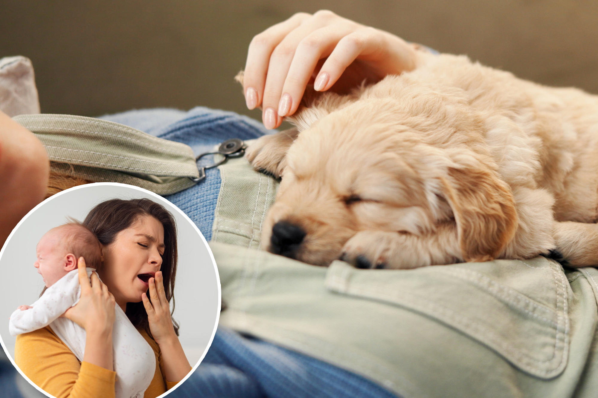 'What the hell?': New dog mom allegedly demands maternity leave for new ...