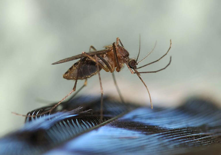 Colchester mosquito tests positive for virus that causes EEE. Here's ...