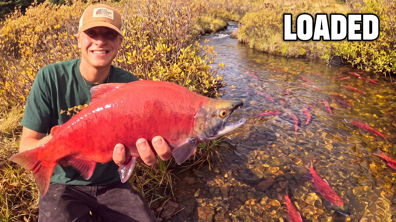 This tiny stream is full of fish (salmon spawn)