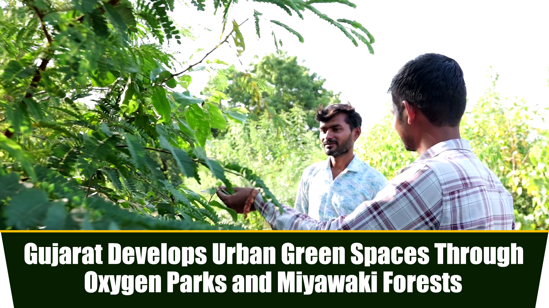Gujarat develops urban green spaces through oxygen parks and Miyawaki ...