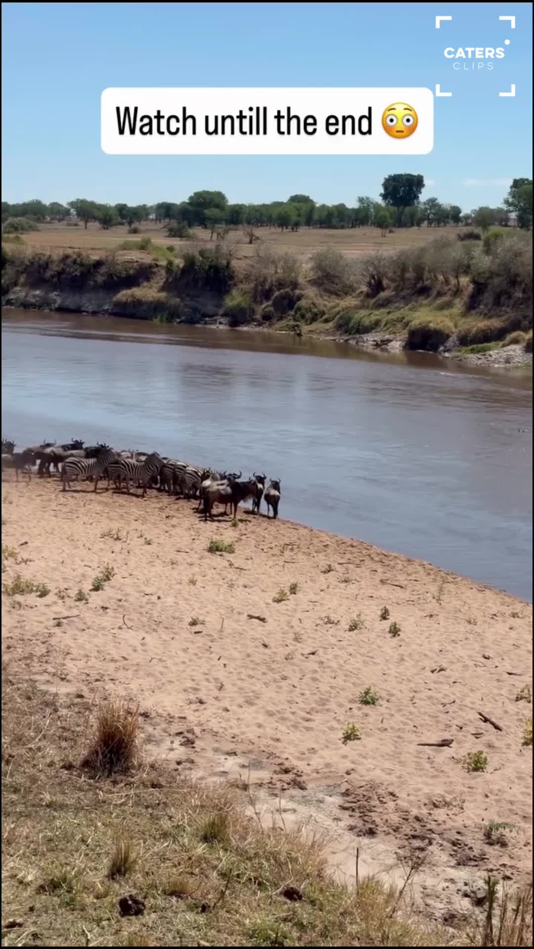 Zebras and wildebeest attempt dangerous river crossing as predators ...