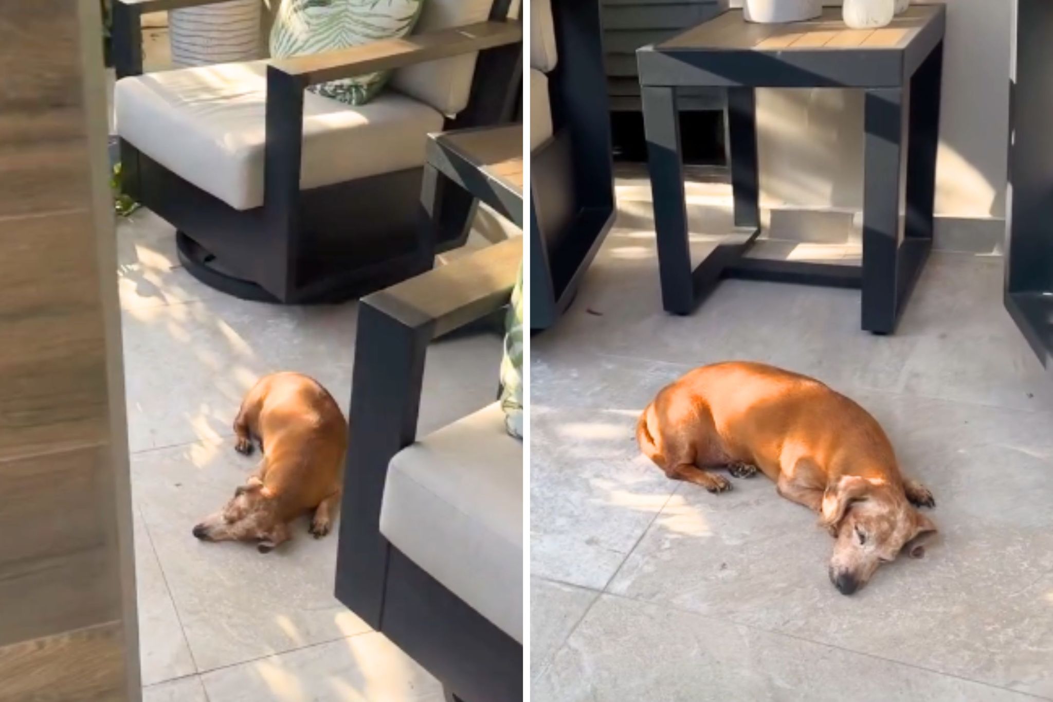 Woman wakes up, stunned by stray dog on her porch—then she checks security footage