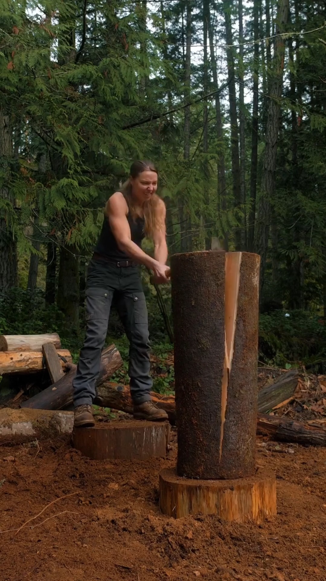Harvesting a fallen big leaf maple tree