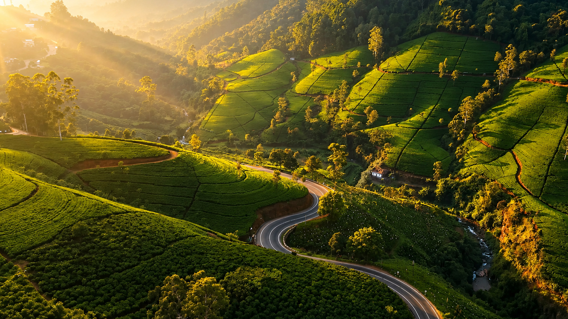 A ribbon of road between India's tea covered hills