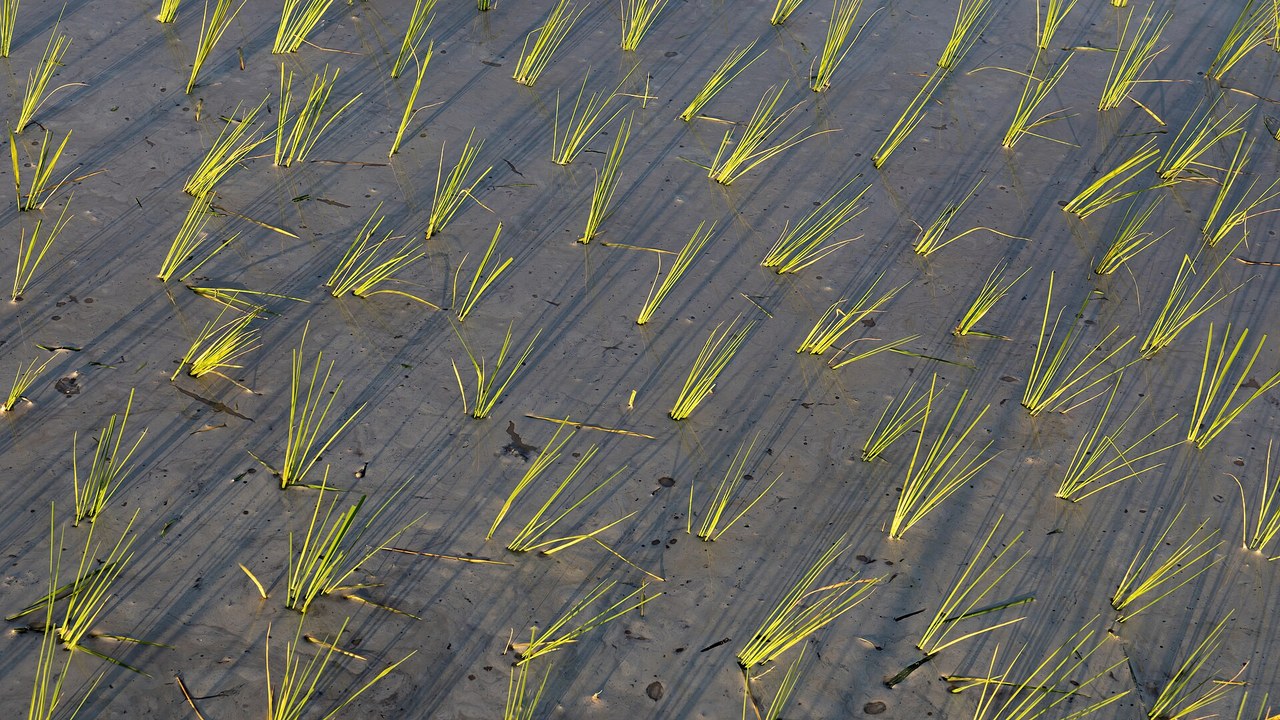 An engineered plant immune receptor could help shield rice, wheat and ...