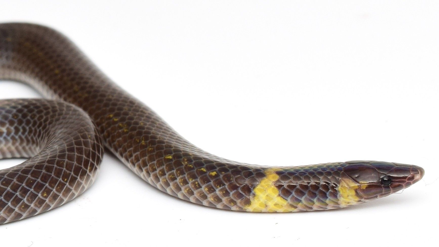 Secretive snakes have a surprising trick to evade predators — watch ...
