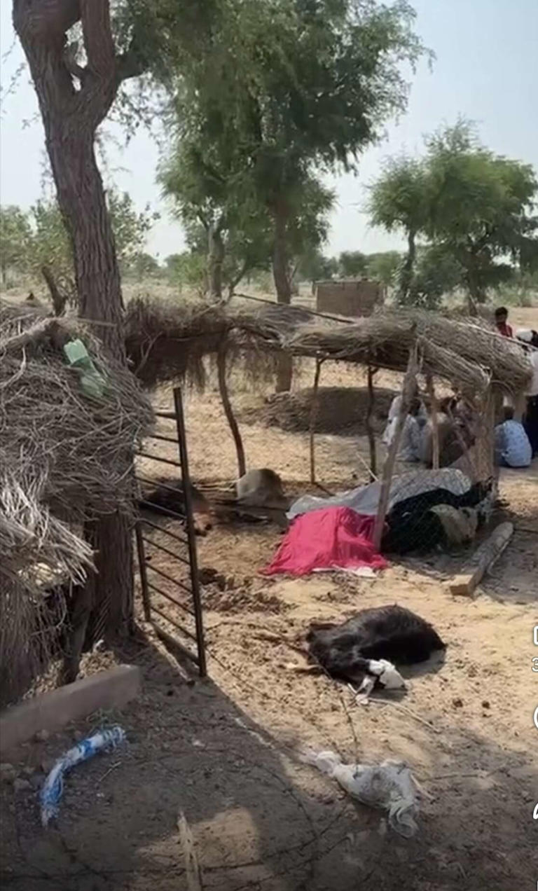 Barmer couple killed as high-tension wire snaps, falls on cattle enclosure