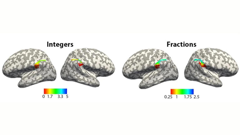 Brain scans reveal 'number line' that's used to mentally compare values