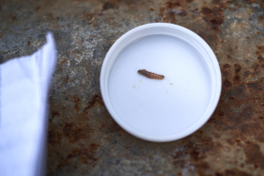 USDA confirms further spread of New World screwworm in parts of US