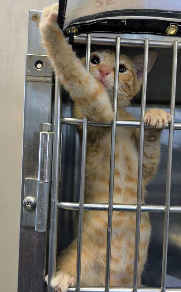 Jack-o-lantern, Sulley named LMT pets of the week available for ...