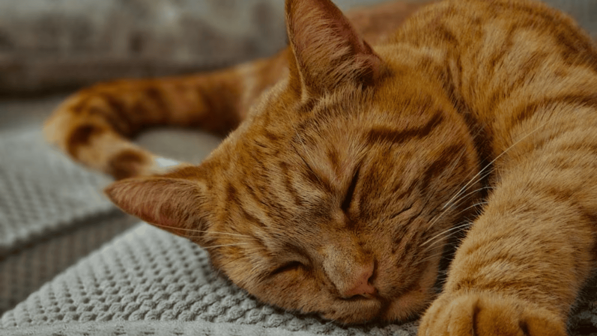 Lo que expertos dicen sobre por qué tu gato insiste en dormir sobre tu cara