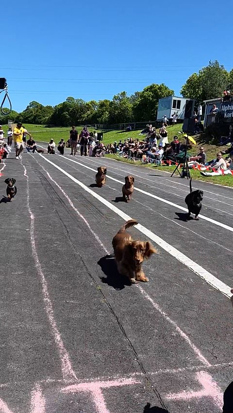 Dachshunds compete in adorable dog derby race