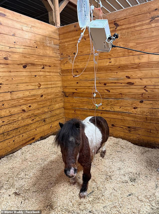 Miniature horse horribly injured after two bloodthirsty pit bulls attacked