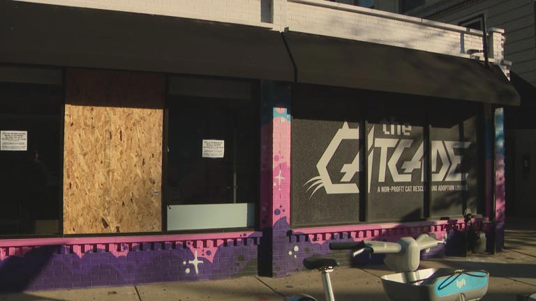 Fast-acting neighbors help save cats from escaping after window ...