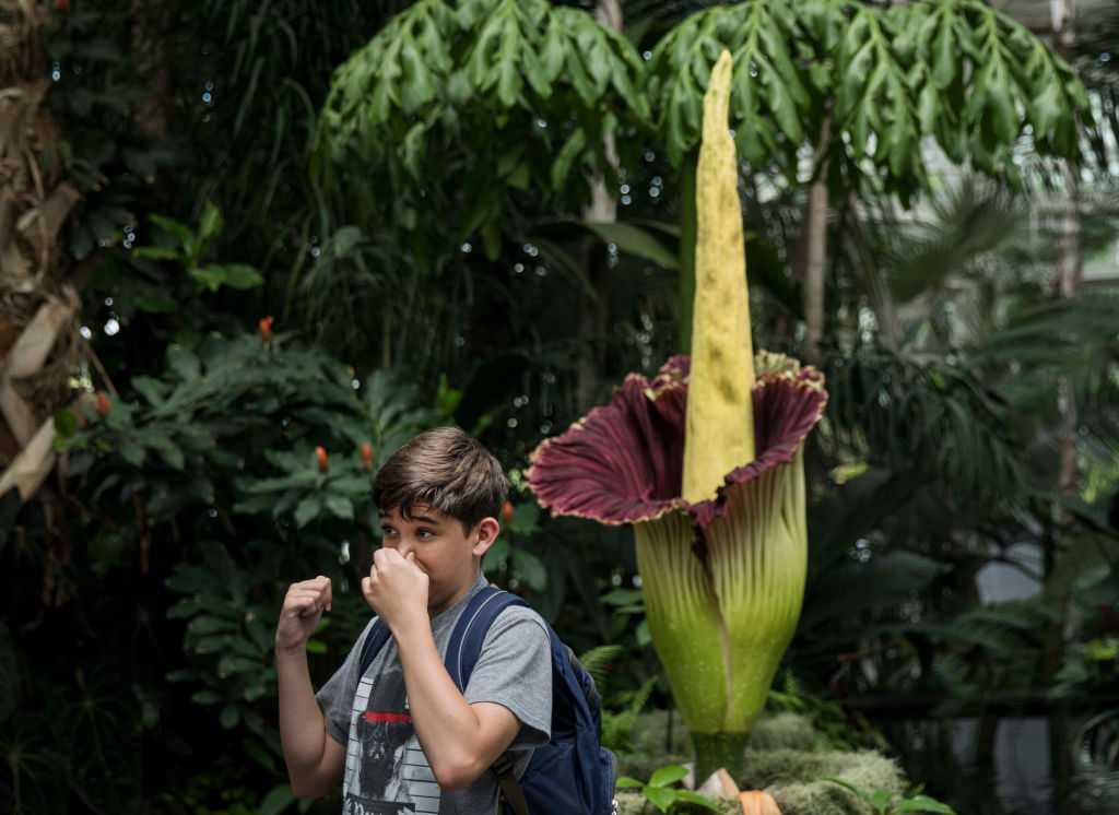 UC Santa Cruz Arboretum puts corpse flower bud on display as visitors ...