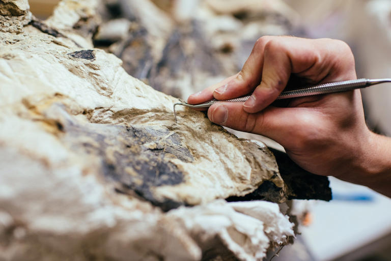 'Big Chunky' fossil reveals bizarre new squid-like species that lived ...