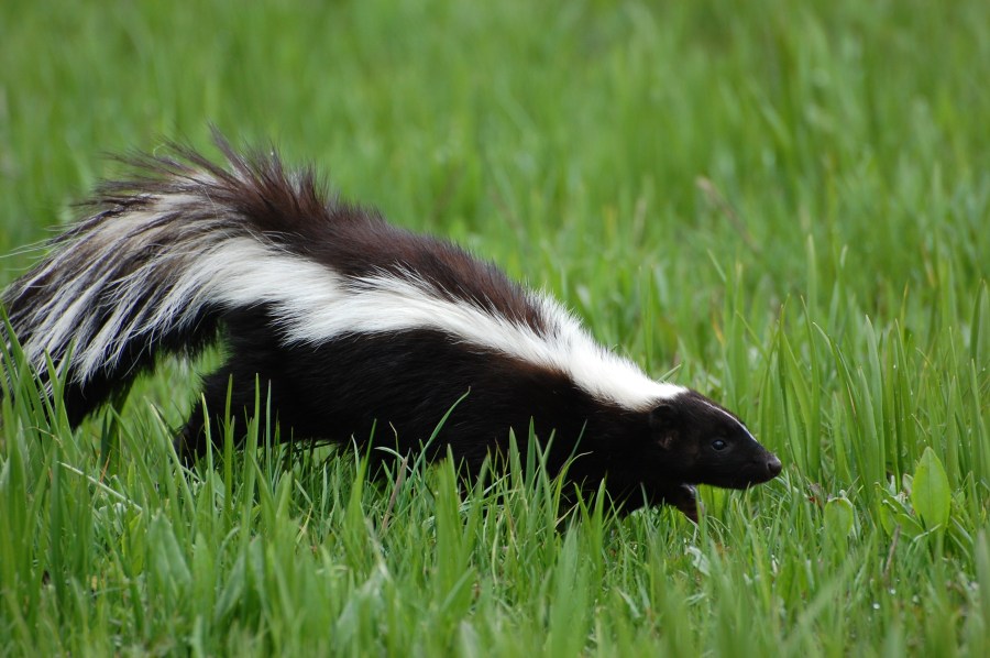 Skunk tests positive for rabies in Glocester
