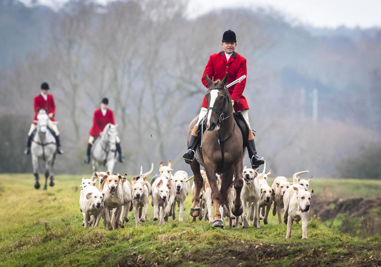 Culling foxes creates 'chaos' MLAs told as Stormont scrutinises hunting ...