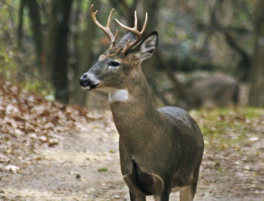 Wisconsin DNR confirms case of CWD in Marinette County