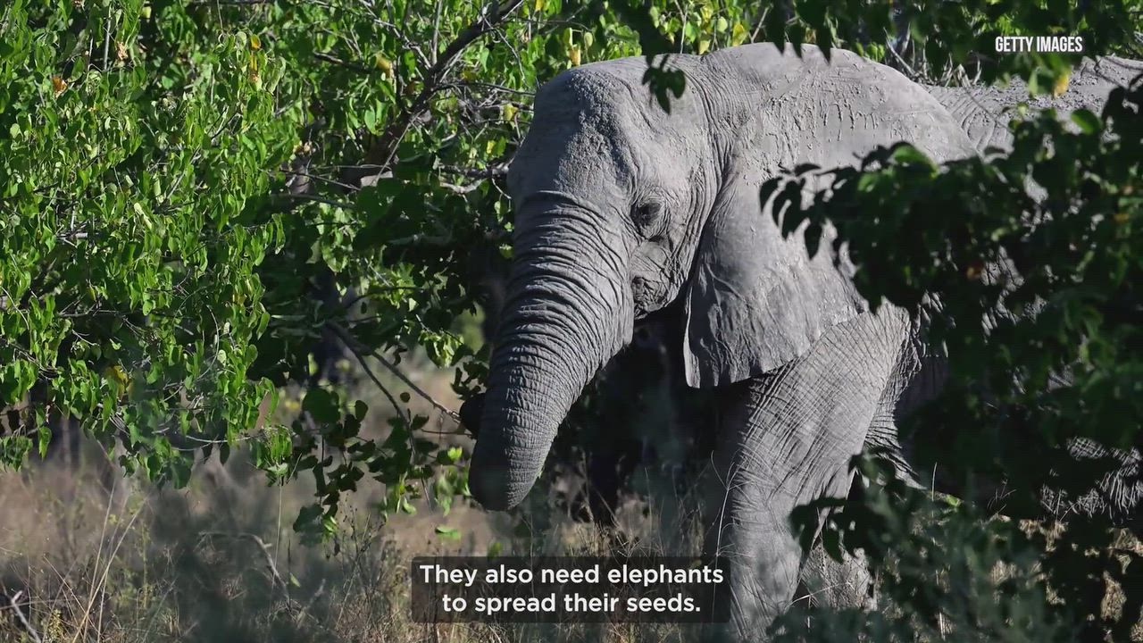 Why guitarists need to care about elephant poop