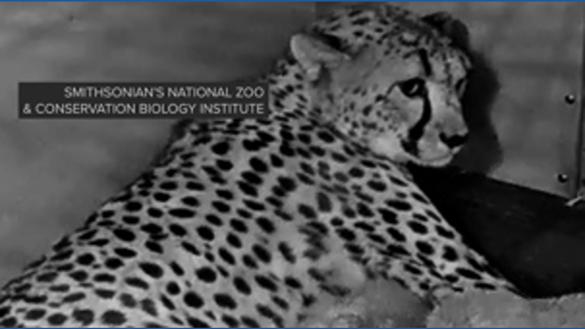 Smithsonian's 24/7 cheetah cub cam