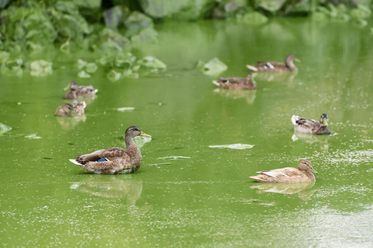 Call for Irish government to intervene in Lough Neagh crisis