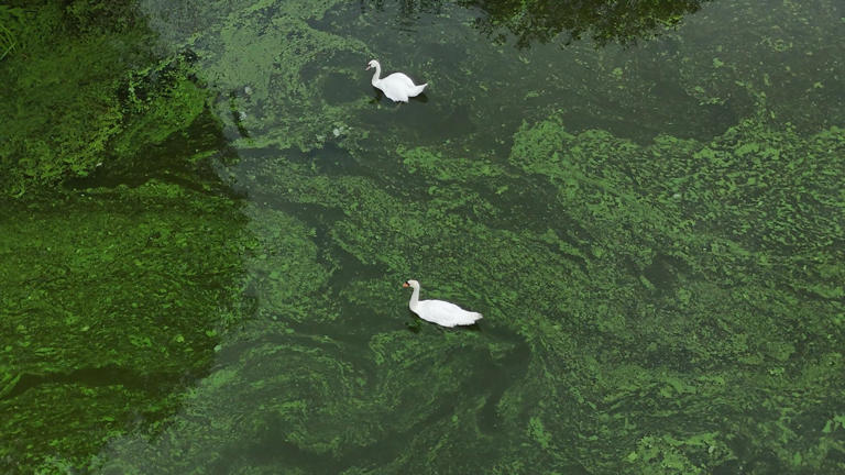 Call for Irish government to intervene in Lough Neagh crisis