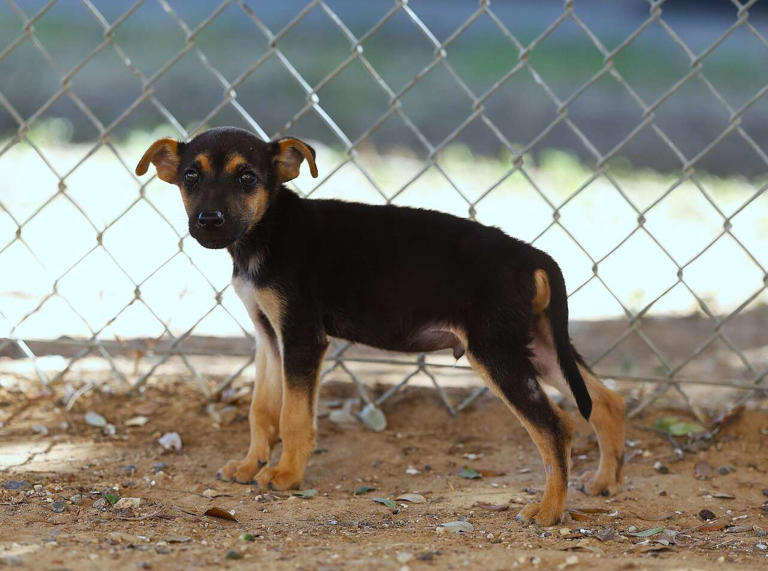Jack-o-lantern, Sulley named LMT pets of the week available for ...