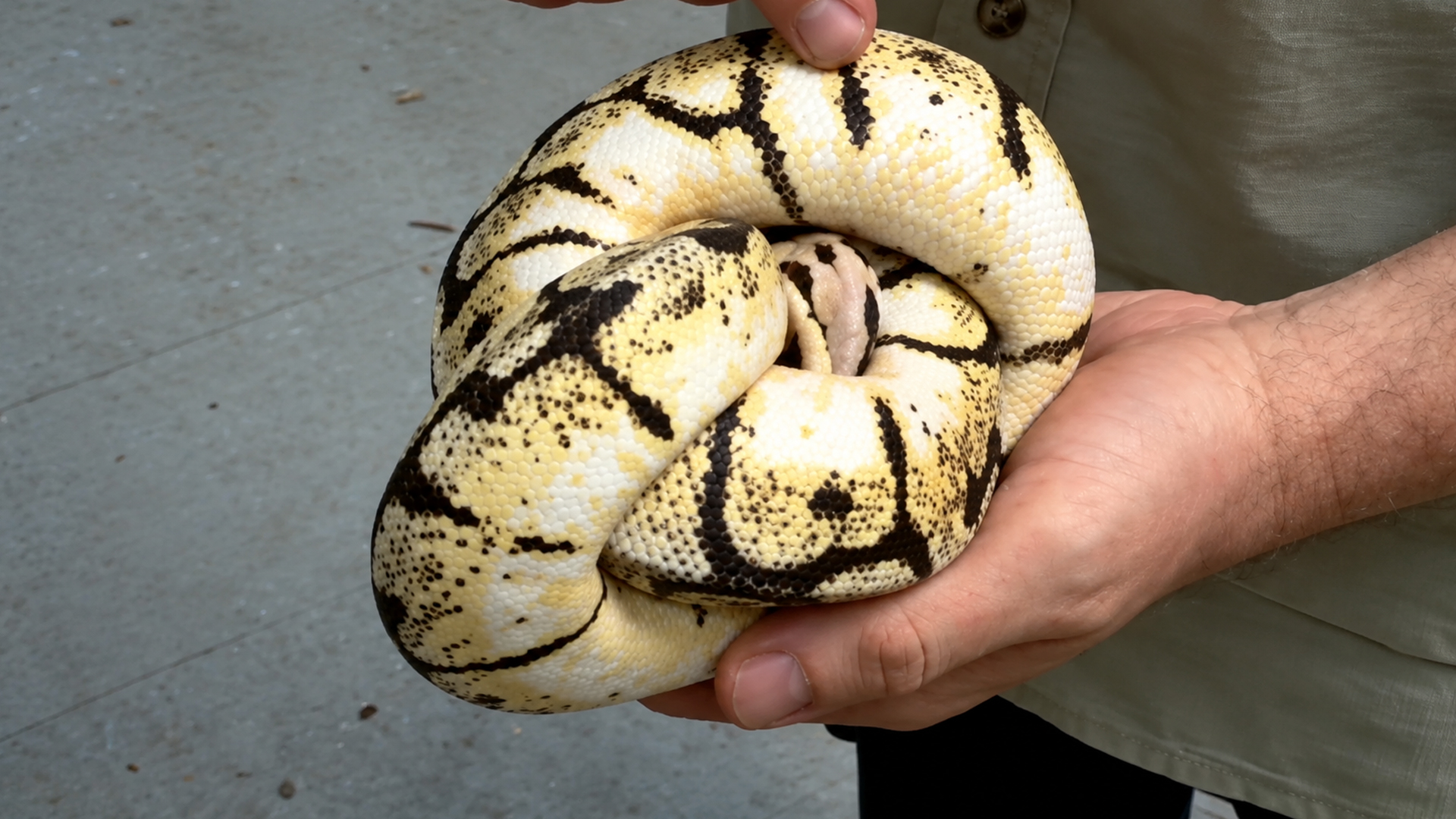 Bumble-bee ball python shows off its remarkable pattern