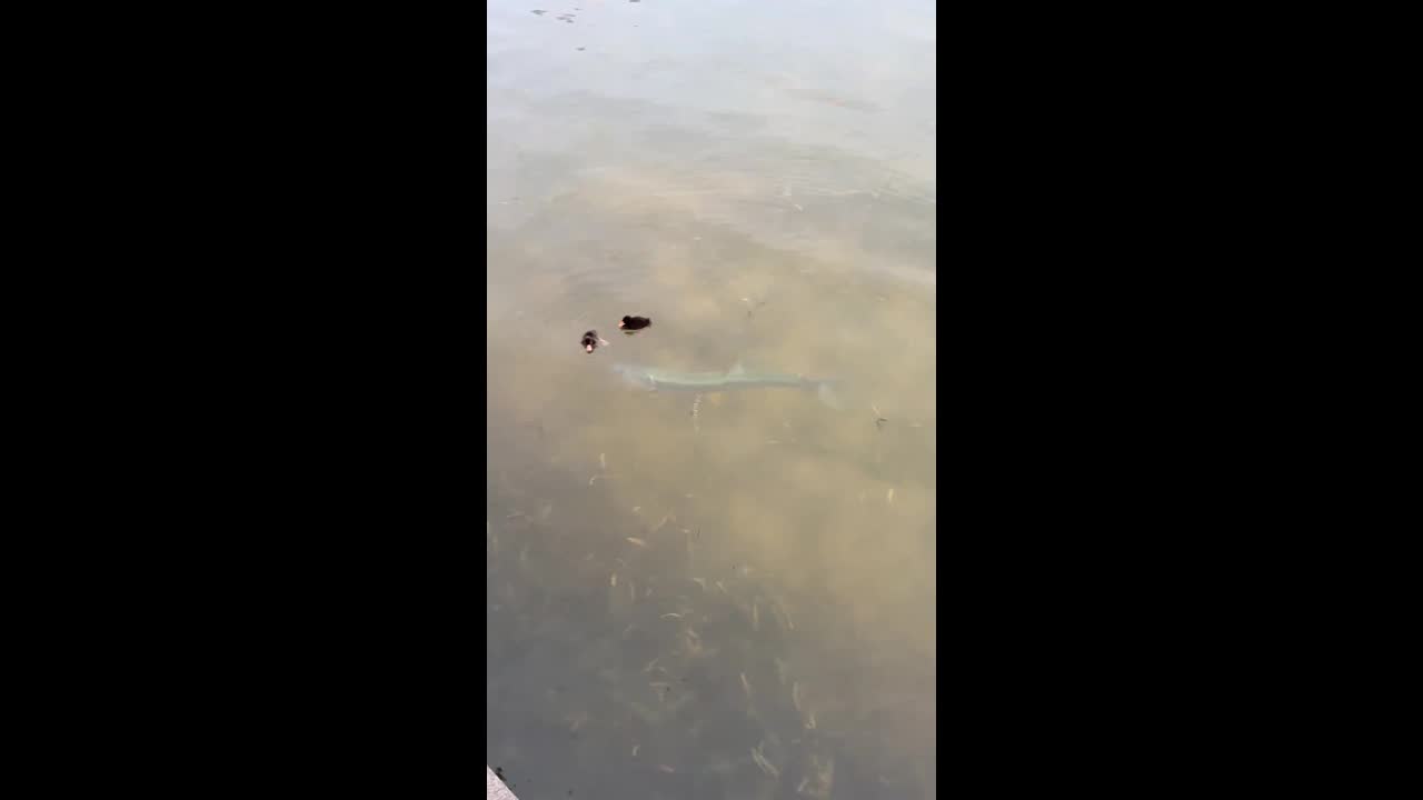 Large fish launches surprise attack and swallows duckling in China