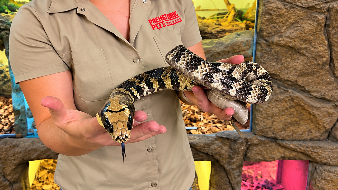 This false cobra has a very different venom setup